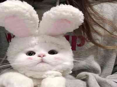 【网通社快报】长城欧拉首款纯电SUV欧拉5将于11月12日开启预售