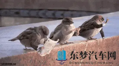 鸟真的会更喜欢在某些款式和颜色的车上拉屎吗？-2