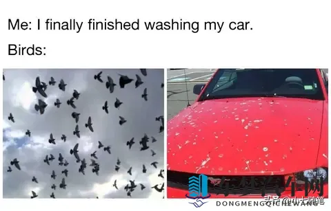 鸟真的会更喜欢在某些款式和颜色的车上拉屎吗？-3